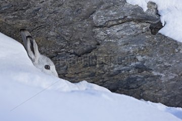 Mountain hare in the winter livery - Swiss Alps