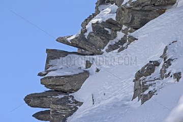 Mountain hare in snow in the winter livery - Swiss Alps