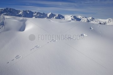 Traces of Mountain Hare in the snow - Swiss Alps