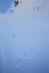 Traces of Mountain Hare in the snow - Swiss Alps