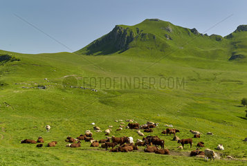 Herd of sucking cows of Salers breed with a Charolais bull to obtain cross-fed calves for butcher's meat  in mountain in the summer pastures  Valley of Mars  Cantal Mountains. Regional Natural Park of Auvergne Volcanoes  France