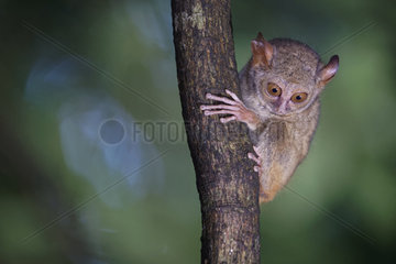 Portrait of Spectral Tarsier (Tarsius tarsier) on a trunk  Tangkoko National Park  North Celebes  Indonesia