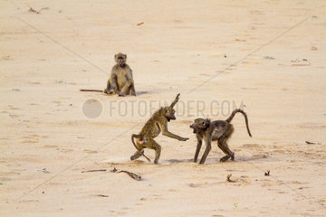 Chacma baboon (Papio ursinus) in Kruger National park  South Africa