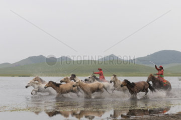 Mongolians traditionnaly dressed with horses running in a group in the water  Bashang Grassland  Zhangjiakou  Hebei Province  Inner Mongolia  China