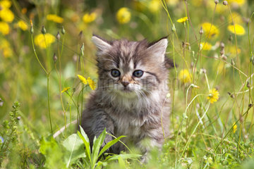 Kitten sitting in tall grass
