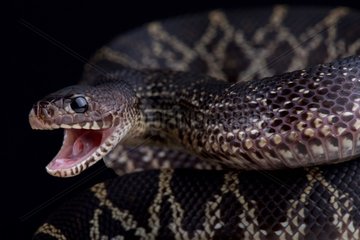 Black pine snake (Pituophis melanoleucus lodingi) attacking.