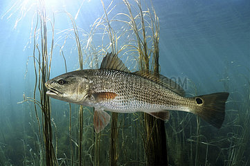 Sciaenops ocellatus  Red drum  on estuary environment. Occurs usually over sand and sandy mud bottoms in coastal waters and estuaries. Abundant in surf zone. By the 1980s  this species was overexploited due to unsustainable take by commercial fisheries in U.S. waters. Scientists believe that the characteristic black spot near their tail helps fool predators into attacking the red drum's tail instead of its head  allowing the red drum to escape. USA - Composite image