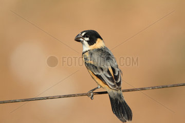 Rusty-collared Seedeater (Sporophila collaris) male on a fence wire  South Brazil