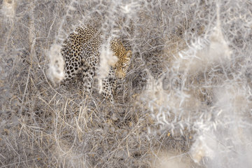 Leopard (Panthera pardus)  Kruger National park  South Africa