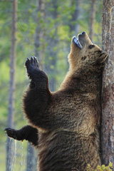 Brown bear (Ursus arctos) male rubbing his back on a pine tree to leave his scent  Finland