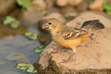 Rusty-collared Seedeater (Sporophila collaris) female coming to drink  South Brazil