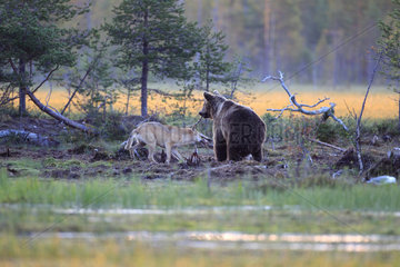 Brown bear (Ursus arctos) and Gray wolf (Canis lupus lupus) Brown bear with a piece of meat in the mouth  the wolf pursues it so that he releases it  Finland