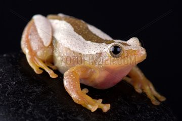 Greater leaf-folding frog (Afrixalus fornasini)
