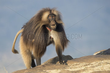 Gelada or Gelada baboon (Theropithecus gelada)  dominant male  Debre Libanos  Rift Valley  Ethiopia  Africa