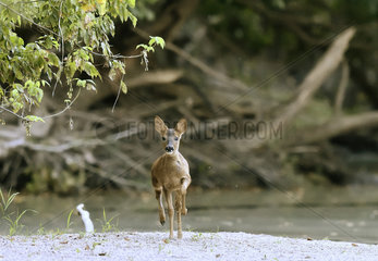 Roe deer (Capreolus capreolus) Fawn joining his mother  Secondary arm of the Loire  Charite-sur-Loire  France