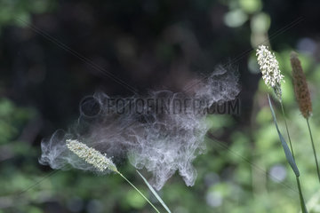 Meadow Fowtail (Alopecurus pratensis) pollen release in wind  Lorraine  France