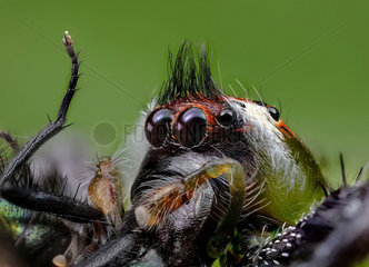 Portrait of Green jumping spider (Mopsus mormon) Male  QLD  Australia.