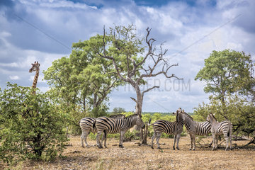Plains zebra (Equus quagga burchellii) and Giraffe (Giraffa camelopardalis) in Kruger scenery National park  South Africa