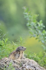 Alpine Marmot (Marmota marmota) in a rock  Savoie  Alps  France