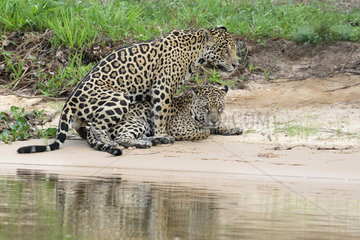 Jaguar (Panthera onca) mating along the river  Pantanal  Brazil