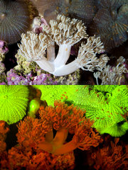 Fluorescent coral. Pulse coral  Xenia sp.. Above photographed with daylight and bellow showing fluorescent colours photographed under special blue or ultraviolet light and filter. Many corals are intensely fluorescent under certain light wavelengths. Shallow water reef-building fluorescent corals seem to be more resistant to coral bleaching than other corals  and the higher the density of fluorescent pigments  the more likely to resist. This enables them to better protect the zooxanthellae that help sustain them. The pigments that fluoresce are photoproteins  and a current theory is that this acts as a type of sunscreen that prevents too much UV light damaging the zooxanthallae. These corals have the photoproteins above the zooxanthallae to protect them. Corals that grow in deeper water  where light is scarce  are using fluorescence to absorb UV light and reflect it back to the zooxanthallae to give them more light to turn into nutrients. These corals have the photoproteins below the zooxanthallae to reflect it back. Photographed in aquarium. Portugal
