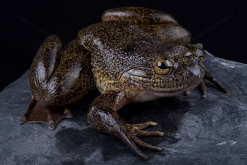 The Cameroon slippery frog (Conraua robusta) is one of the largest frog species on earth. These giant  heavily muscled frogs live in cold  fast-moving rivers in Cameroon and Nigeria.