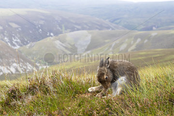 Mountain hare (Lepus timidus) grooming  Scotland