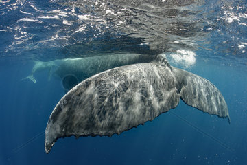 Humpback whale (Megaptera novaeangliae) and calf  Tonga Island  Vava'u  Pacific Ocean