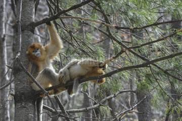Golden snub-nosed monkey (Pygathrix roxellana) resting in a pine tree  Shanxii  China