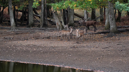 Red Deer (Deer Elaphus)  male and female during slaughter  France