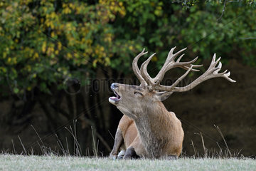 Red Deer (Cervus elaphus) during the slaughter period  Haute-Saone  France