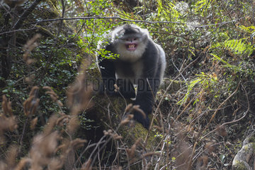 Black Snub-nosed Monkey (Rhinopithecus bieti) male threat grin  Yunnan  China