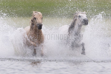 Horses running in a group in the water  Bashang Grassland  Zhangjiakou  Hebei Province  Inner Mongolia  China