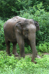 Asian elephant (Elephas maximus)  Udawalawe National Park  Sri Lanka