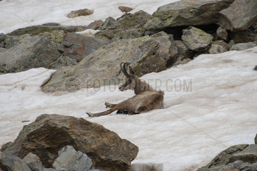 Alpine Chamois (Rupicapra rupicapra) lying in snow  Mercantour National Park  Alps  France