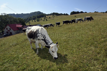 Belacker meadow  Belacker farm  inn  gite  Vosges cows  view of the Vogelsteine  Rossberg massif  Hautes Vosges  Haut Rhin  France