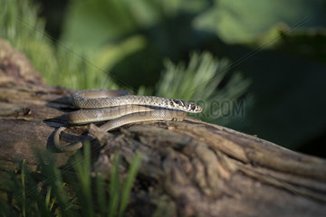 Western whip snake (Hierophis viridiflavus)  juvenile  Lorraine  France
