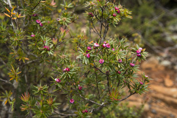 Pink mountain berry (Cyathodes parvifolia)  Hartz Mountains National Park  Tasmania  Australia