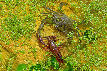 Blue crab (Callinectes sapidus) catching a Red swamp crayfish (Procambarus clarkii). Ebro Delta  Spain. Origin East Coast USA introduced East Atlantic and Mediterranean.