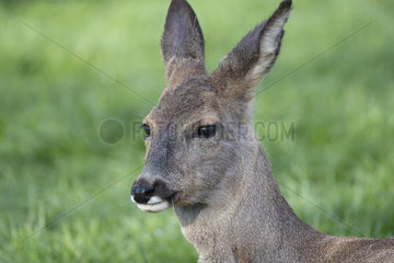 Roe deer (Capreolus capreolus) female with moulting hair in the mouth  Lorraine  France