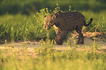 Jaguar (Panthera onca) hunting at sunset  Pantanal  Brazil