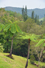 Grandes Fougères Park  Farino  New Caledonia