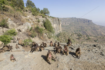 Gelada or Gelada baboon (Theropithecus gelada)  group of females with young and male near the cliff where they spend the night  Debre Libanos  Rift Valley  Ethiopia  Africa