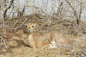 Chinkara (Gazella bennettii)  Keechan Dunes  Rajasthan  India