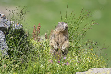 Alpine Marmot (Marmota marmota)  Vanoise  Alps  France