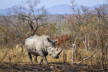 Southern white rhinoceros (Ceratotherium simum simum)  Kruger National park  South Africa