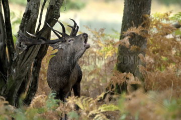 Red Deer (Cervus elaphus) male bellowing in the undergrowth  Boutissaint Forest  Yonne  Burgundy  France