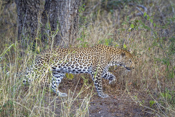 Leopard (Panthera pardus)  Kruger National park  South Africa