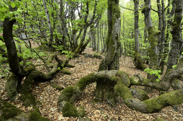 Beeches (Fagus sylvatica)  limit of the forest  altitude 1000 m  twisted stunted trees  often broken by wind or snow  summit beech grove of the Ballon d Alsace  Hautes Vosges  Territoire de Belfort  France
