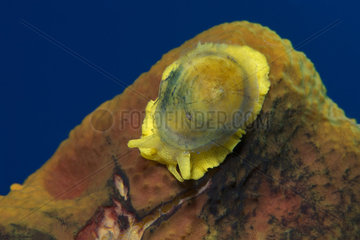 Perverse Tylodina  small mollusk associated with the golden sponge 8 Verongia aerophoba) from which it feeds. Marine invertebrates of the Canary Islands  Tenerife.